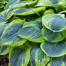 Хоста Frances Williams 1 рік, Хоста Френсіс Вільямс, Hosta Frances Williams, фото 3