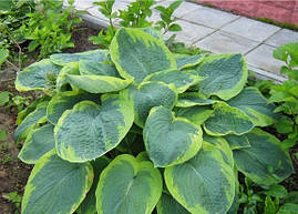 Хоста Frances Williams 1 рік, Хоста Френсіс Вільямс, Hosta Frances Williams, фото 2