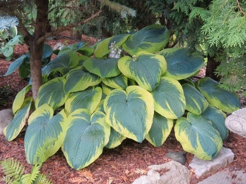 Хоста Frances Williams 1 рік, Хоста Френсіс Вільямс, Hosta Frances Williams, фото 1