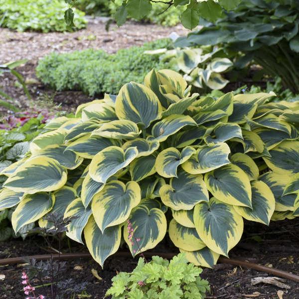 Хоста First Frost 1 рік, Ферст Фрост, Hosta First Frost