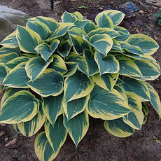 Хоста First Frost 1 рік, Ферст Фрост, Hosta First Frost, фото 2