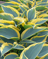 Хоста First Frost 1 рік, Ферст Фрост, Hosta First Frost, фото 5