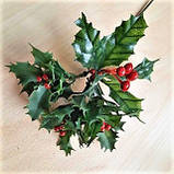 Гілка падуба листям і червоними ягодами — 27 грн діаметр розетки 9 см, висота листя 7 см., фото 2