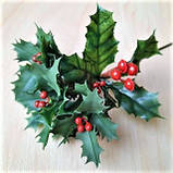 Гілка падуба листям і червоними ягодами — 27 грн діаметр розетки 9 см, висота листя 7 см., фото 3