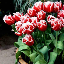 Тюльпан оторочений Canasta (Канаста), 3 цибулини, фото 5