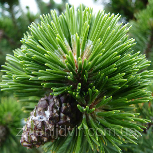 Сосна гірська Гном (50 см) / Сосна горная Гном / Pinus mugo Gnom - фото 5 - id-p1249650892