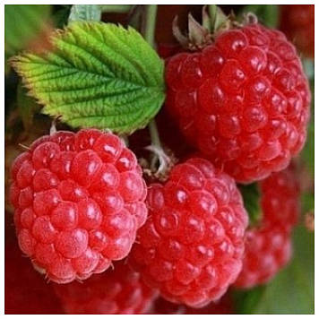 Малина Терра (ранньо-середній)