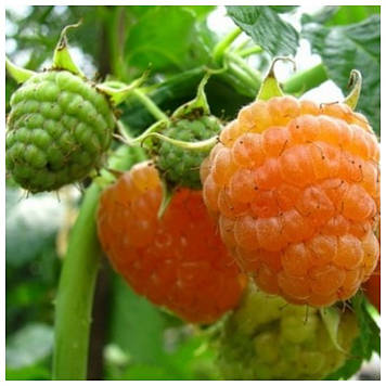 Малина Ярославна (пізній сорт)