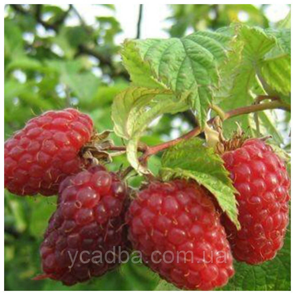 Малина Дельбар Маніфік (середньо-ранній сорт), фото 1