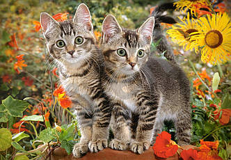 Пазли на 1500 елементів Приятелі кошеняти (котенята, тварини), (Castorland, Польща)