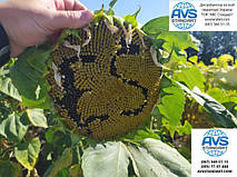 Гібрид соняшнику ЄС СУПРА під гранстар 50грамм разово з урожайністю 45ц/га і олийностью 51%, до вовчка семи рас A-G