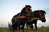 Упряж на пони шкіряна, фото 2