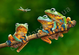 Пазлы на 500 элементов (47 х 33 см) Компания лягушек (Castorland, Польша)