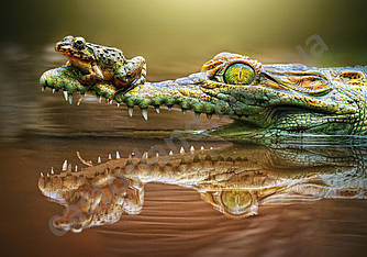 Пазлы на 500 элементов (47 х 33 см) Крокодил (Castorland, Польша)