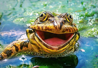 Пазлы на 500 элементов (47 х 33 см) Зелёная и весёлая легущка (Castorland, Польша)