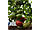 Murpink F1 (Burpink) насіння помідора індетермінантного. 350-450 гр. (500 Seeds -MRTohum)., фото 2
