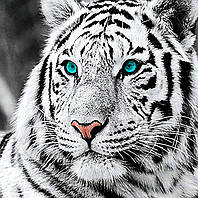Алмазная живопись. Набор алмазной вышивки "Белый тигр". Размер 30*30 см.
