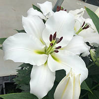 Лілія ВІД-гібрид з гігантським квіткою Villa blanca цибулини 12/14