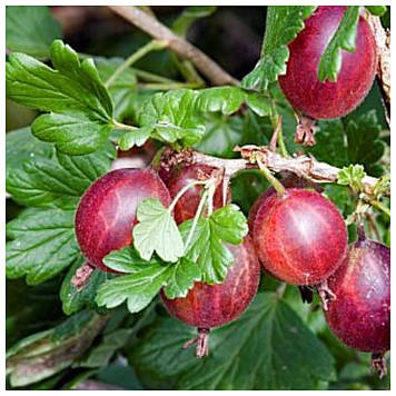 Аґрус Аристократ (середньостиглий)