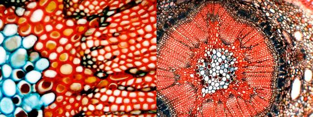 USB Камера для микроскопа 5,0MP