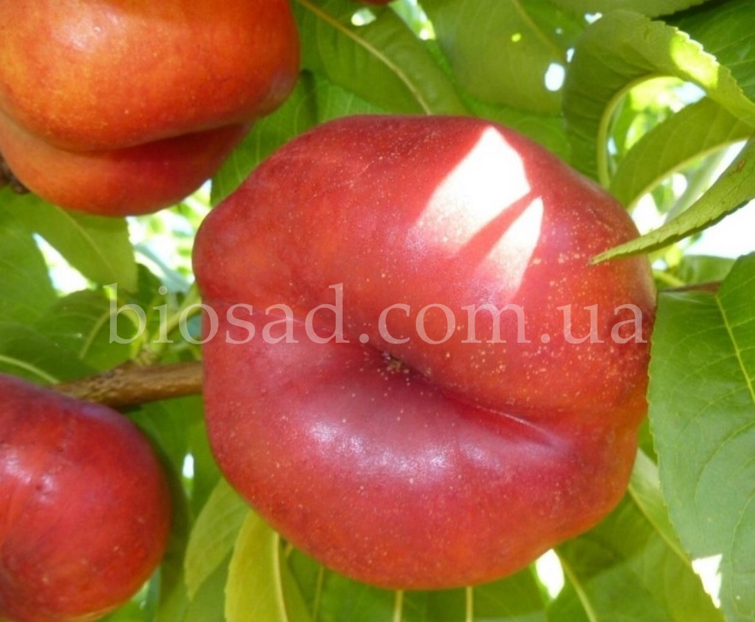 Нектарин Інжирний Месембріна (Mesembrina)