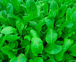 Щавель широколистий (насіння 1 г)