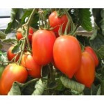 Насіння томату індетермінантного АЙДАР F1, (250 сем.), Clause, Франція, фото 1