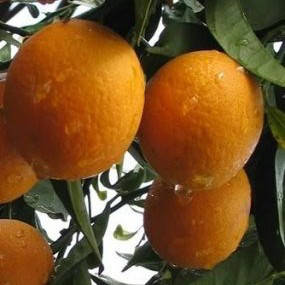 Саджанці Апельсин Вашингтон Навів (Citrus sinensis Washington navel), фото 2