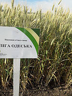 Насіння озимої пшениці Ліга Одеська (еліта)