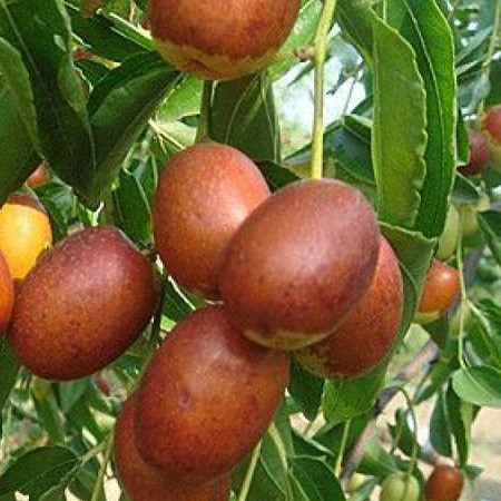 Саджанці Зізіфус Радослав (привитий) — середній, солодкий,морозистий