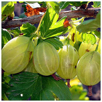 Аґрус Кубанець (середній)