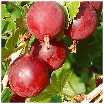 Аґрус Колобок (середньостиглий)