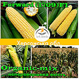 Насіння, швидкостигле, цукрова кукурудза ФОРВАРД (1709) F1 США, фермерське паковання (2500 насіння), фото 2