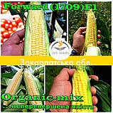 Насіння, швидкостигле, цукрова кукурудза ФОРВАРД (1709) F1 США, фермерське паковання (2500 насіння), фото 3