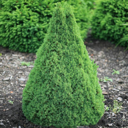 Саджанці Ялини канадської Коніка (Picea glauca Conica), фото 2
