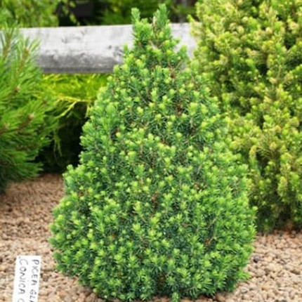 Саджанці Ялини канадської Коніка (Picea glauca Conica), фото 2