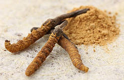 Кордицепс Cordyceps sinensis сировина для виробництва дієтичних добавок