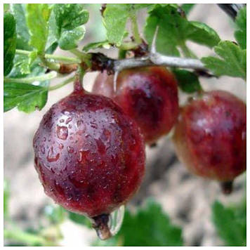Аґрус Неслуховський (ранній)