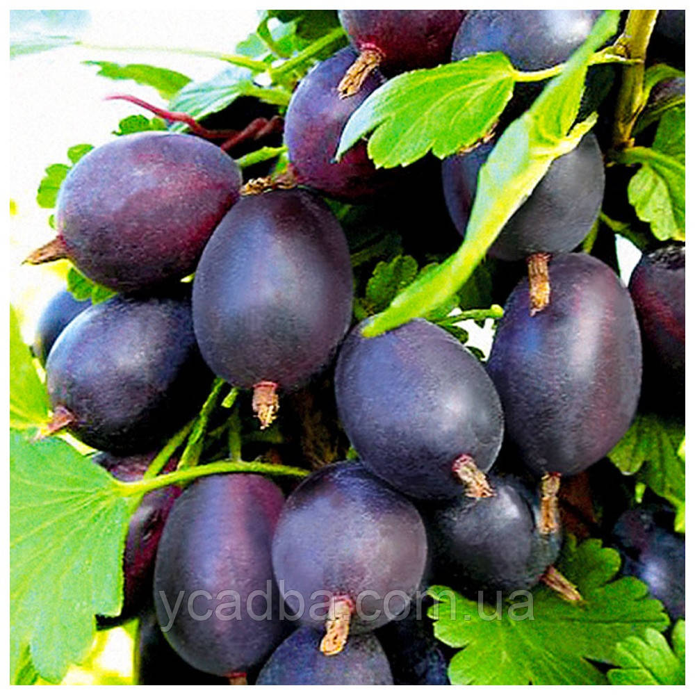 Аґрус Грушенька (середньостиглий), фото 1