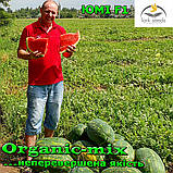 Насіння, кавун ЮММІ F1 / JUMMI F1, LARK SEEDS (США), 1000 насіння, фото 5