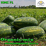 Насіння, кавун ЮММІ F1 / JUMMI F1, LARK SEEDS (США), 1000 насіння, фото 6
