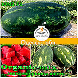 Насіння, кавун ЮММІ F1 / JUMMI F1, LARK SEEDS (США), 1000 насіння, фото 8