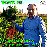Надпотужний гібрид моркви Йорк F1/ York F1 від ТМ Lark Seeds (США), 25 000 насіння, фракція 1,8-2,0 мм, фото 4