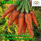 Надпотужний гібрид моркви Йорк F1/ York F1 від ТМ Lark Seeds (США), 25 000 насіння, фракція 1,8-2,0 мм, фото 4