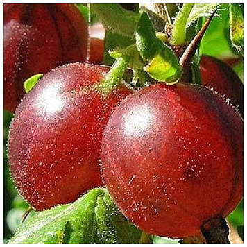 Аґрус червоний Хіннонмакі Ред (середньостиглий)
