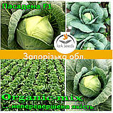 Капута рання Пасадена F1 (Lark seeds, США), проф.пакет 2500 насіння, фото 10