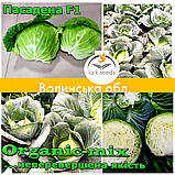 Капута рання Пасадена F1 (Lark seeds, США), проф.пакет 2500 насіння, фото 11