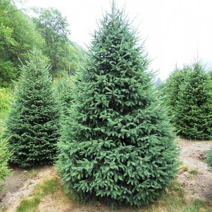 Саджанці Ялини канадської, сиза, біла (Picea canadensis, glauca, alba), фото 2