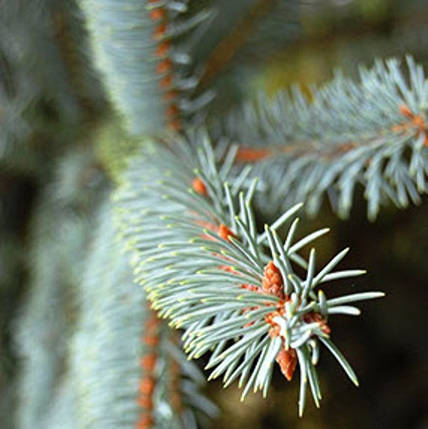 Саджанці Ялини канадської, сиза, біла (Picea canadensis, glauca, alba), фото 2