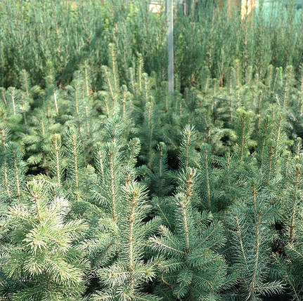 Саджанці Ялини колючої Глаука (Picea pungens Glauca), фото 2